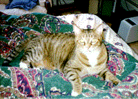 Boots relaxing